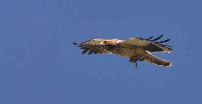 Águila Calzada