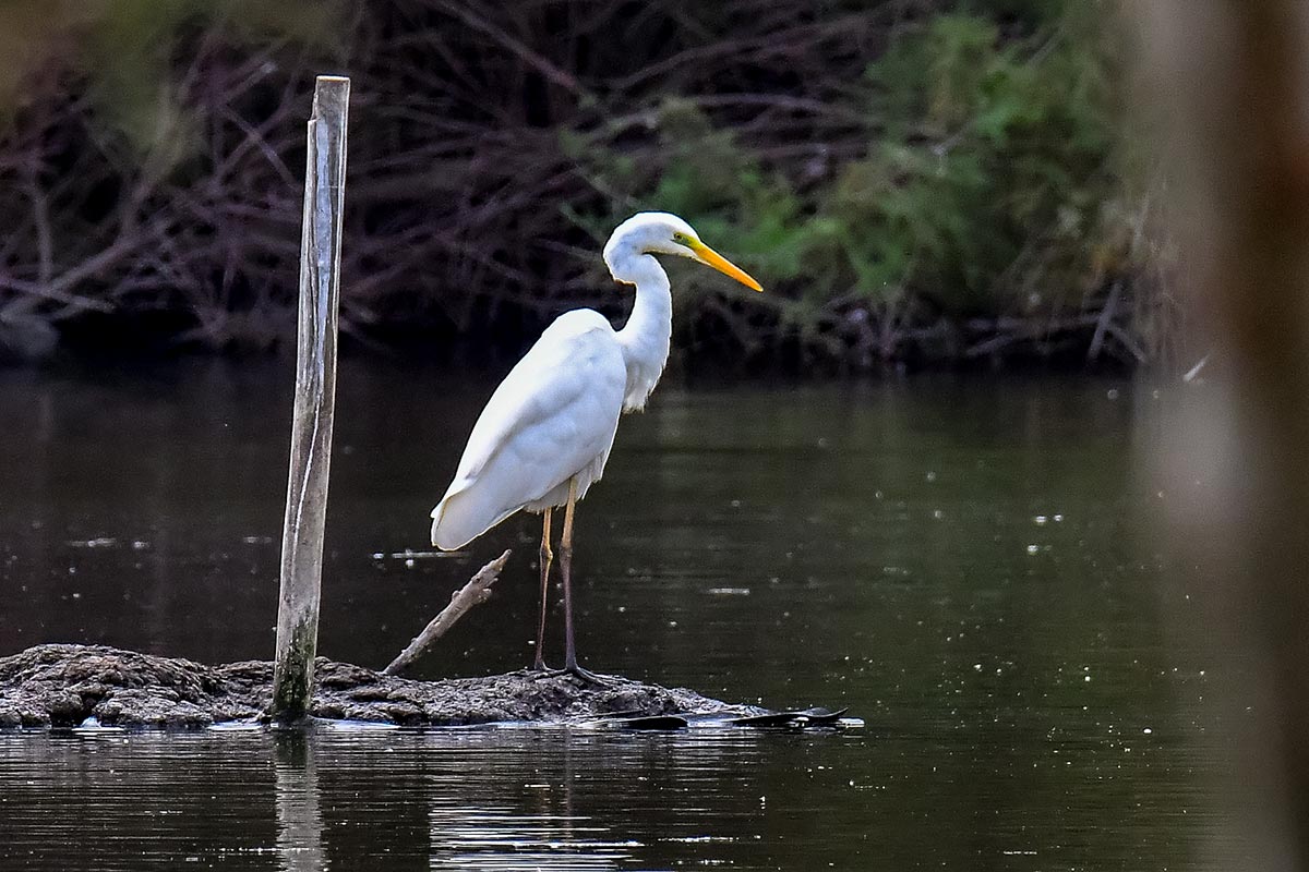 Ardea alba Ardea alba