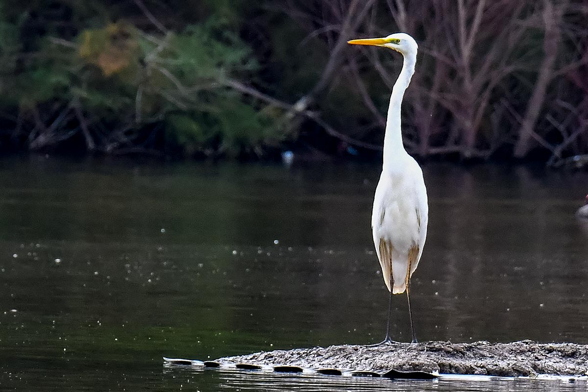 Ardea alba, garceta grande