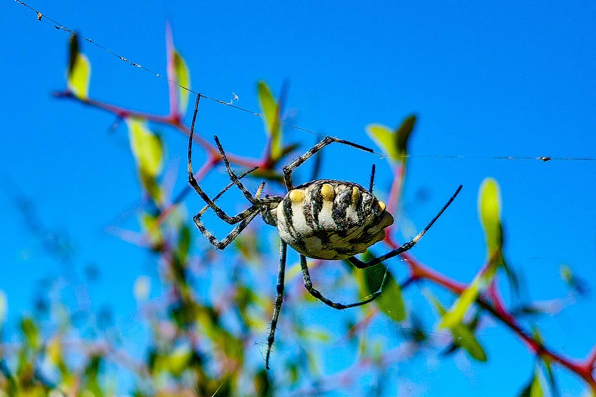 Argiope lobata, araña tigre Argiope lobata, araña tigre
