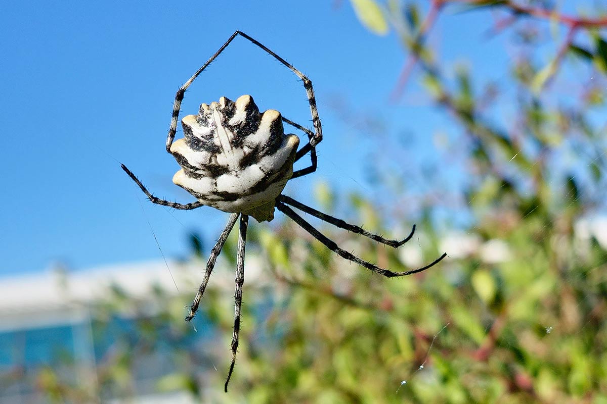 Argiope lobata