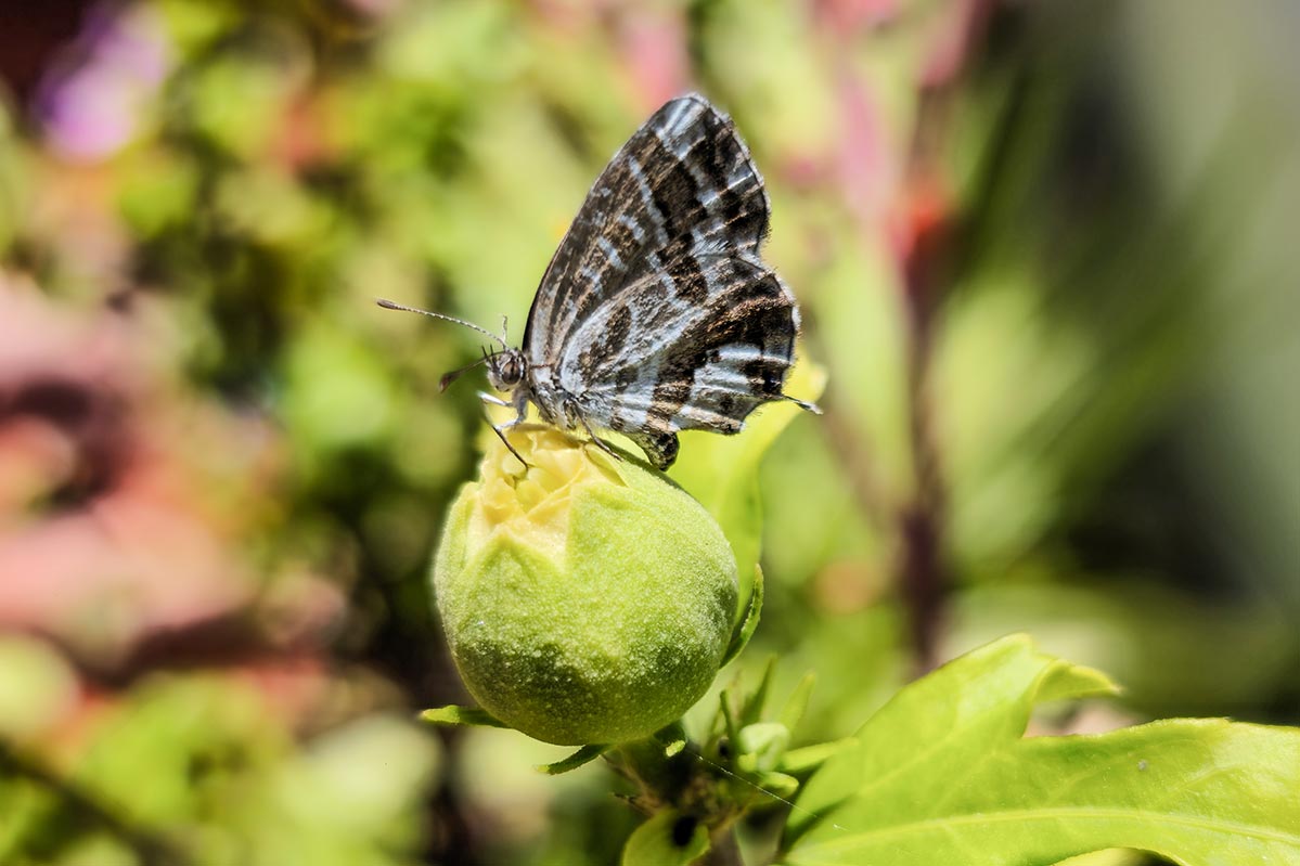 Cacyreus marshalli