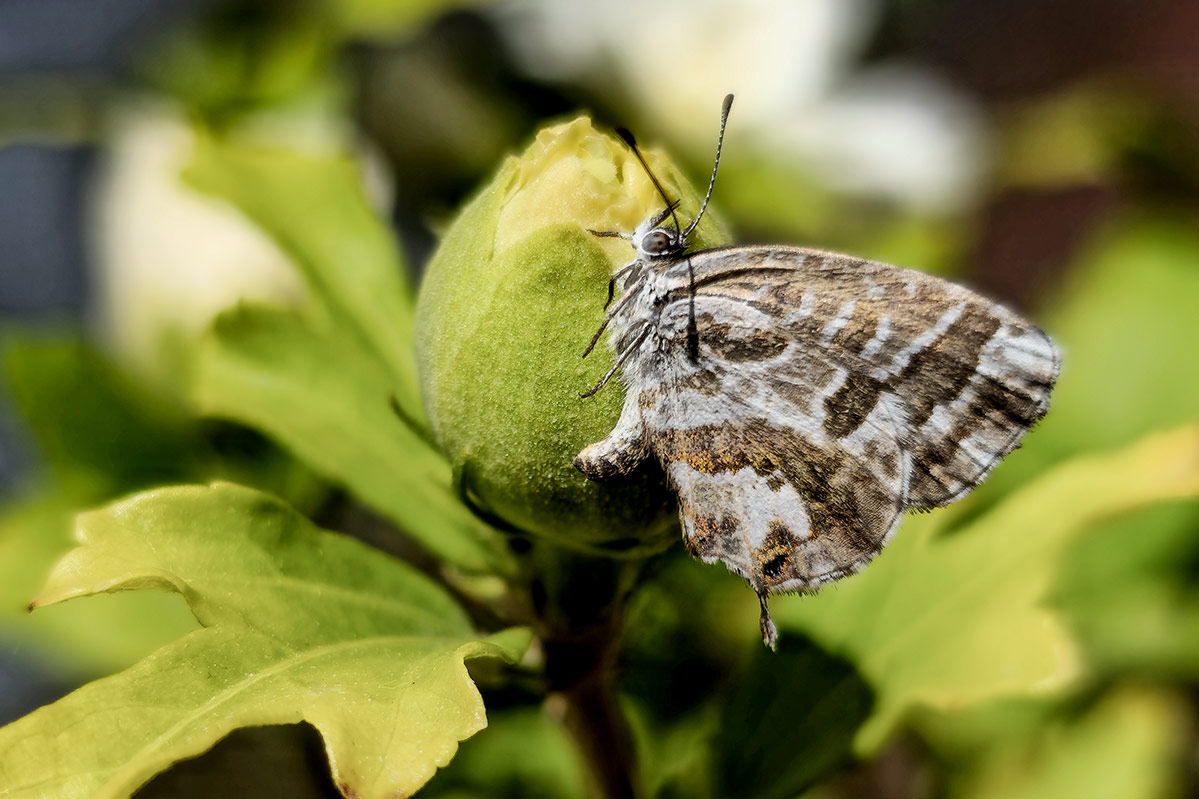 Cacyreus marshalli