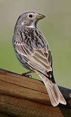 Guía de Aves