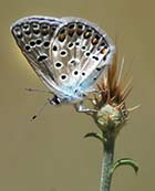 Guía de mariposas
