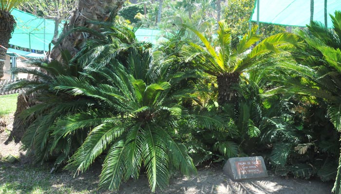 Cycas revoluta