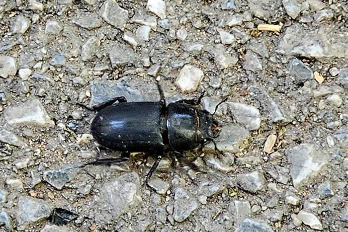 dorcus-parallepipedus