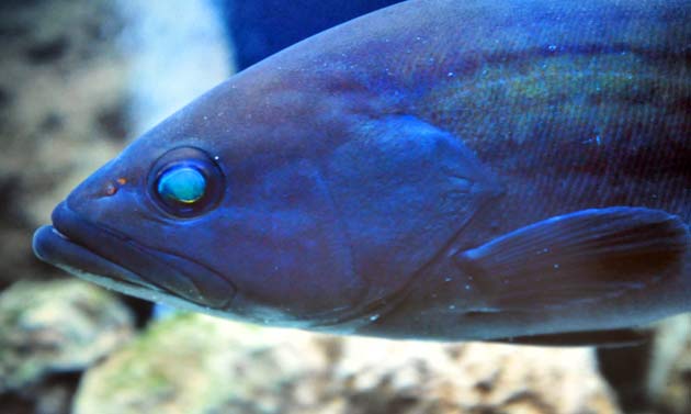 Epinephelus marginatus, mero Epinephelus marginatus, mero
