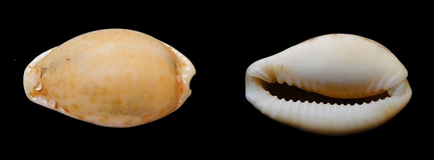 Naria spurca