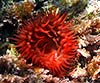 Actinia equina (Tomate de mar)