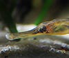 Syngnathus acus (Agujón)