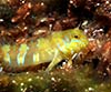 Aidablennius sphynx (Dormilón)