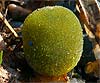 Codium bursa (Almohadilla)