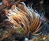 Anemonia viridis = Anemonia sulcata (Anemona de mar)