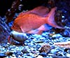 Anthias anthias (Tres colas)