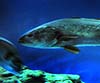Argyrosomus regius (Corvina)