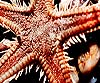 Astropecten aranciacus (Estrella de arena