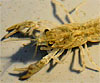 Austropotamobius pallipes (cangrejo de