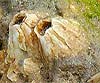 Balanus perforatus (Bellota de mar)