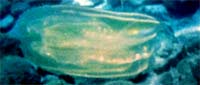 Guía de especies marinas
