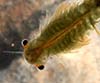 Branchipus schaefferi