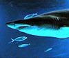 Carcharias taurus (Tiburón toro)
