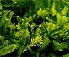 Caulerpa taxifolia (alga asesina)