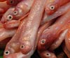 Cepola macrophthalma (Pez sable, pez