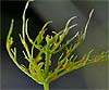 Chara vulgaris