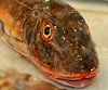 Chelidonichthys lucerna (Rubio