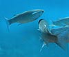 Chelon labrosus (Lisa)