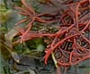 Chondracanthus acicularis