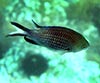 Chromis chromis, castañuela