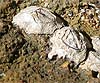 Chthamalus montagui /Chthamalus