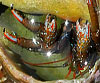Clibanarius erythropus (Piada)