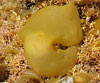 Colpomenia sinuosa