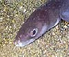 Conger conger (Congrio)