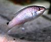 Ctenolabrus rupestris (Tabernero)