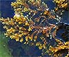 Cystoseira mediterranea
