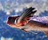 Dactylopterus volitans (Pez golondrina)