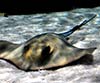 Dasyatis pastinaca (Pastinaca común)