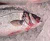 Dicentrarchus labrax (Lubina)
