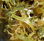 Dictyota dichotoma
