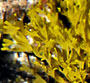 Dictyota fasciola