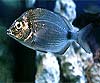 Diplodus annularis (Raspallón)