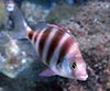 Diplodus cervinus (Sargo imperial)