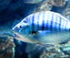 Diplodus puntazzo (Sargo picudo)