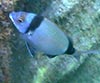 Diplodus vulgaris (Mojarra)