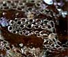 Electra posidoniae