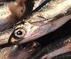 Engraulis encrasicolus (Boquerón,